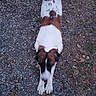 dog, canine, spotted_dog, white_fur, brown_patches, long_legs, stretching, lying_down, outdoor, gravel, path, garden, grass, leaves, nature, portrait, top_down_view, animal, pet, blurred_motion