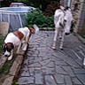 dog, dogs, puppy, white_dog, spotted_dog, outdoor, stone_path, walkway, backyard, garden, plants, bushes, swimming_pool, brick_wall, evening, motion_blur, animal, pet, walking, rural