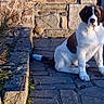 dog, puppy, sitting, outdoor, stone_wall, stone_patio, garden, vines, black_and_white, brown, white_fur, long_ears, floppy_ears, portrait, animal, pet, sunlight, 庭?, rustic, pavement
