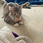 Onyx is registered to the contest to win money with this photo: cat, kitten, tabby_cat, toy, striped_toy, white_paws, blanket, couch, indoor, living_room, shelf, books, plush_toy, carpet, playful, portrait, whiskers, paws, relaxed, cozy