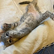 Shadow joined the competition — help win amazing prizes! kitten, cat, pet, animal, feline, paw, bed, blanket, sleeping_area, cute, playful, indoor, fur, young, resting, stretching, whiskers, soft, tabby, curious