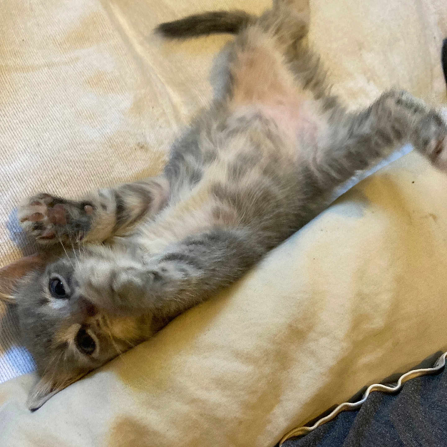 Shadow joined the competition — help win amazing prizes! kitten, cat, pet, animal, feline, paw, bed, blanket, sleeping_area, cute, playful, indoor, fur, young, resting, stretching, whiskers, soft, tabby, curious