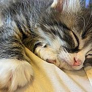 Phoenix joined the competition — help win amazing prizes! kitten, sleeping, close_up, paw, pink_nose, fur, whiskers, cozy, blanket, soft, cute, animal, pet, resting, feline, adorable, peaceful, indoor, tabby, young