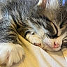 kitten, sleeping, close_up, paw, pink_nose, fur, whiskers, cozy, blanket, soft, cute, animal, pet, resting, feline, adorable, peaceful, indoor, tabby, young