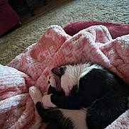 Scratch is registered to the contest to win money with this photo: animal, black_and_white, blanket, carpet, cat, comfort, cozy, curled_up, cute, domestic, fur, furniture, home, indoor, pet, pink, relaxing, resting, sleeping, soft_texture