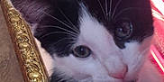 Scratch is registered to the contest to win money with this photo: kitten, cat, black_and_white, close_up, whiskers, curious, pet, animal, indoor, feline, portrait, cute, young, soft_light, patterned_curtain, gold_frame, decor, fur, face, ears