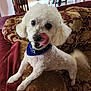 dog, poodle, white_dog, pet, indoor, couch, blanket, bandana, licking, fur, tail, animal, companion, cute, home, furniture, patterned, cozy, friendly, small_dog