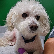 Pacer is registered to the contest to win money with this photo: dog, white_dog, curly_fur, pet, bandage, injury, collar, indoor, countertop, green_wall, closeup, animal, cute, companion, resting, paw, fur, domestic_animal, looking, calm