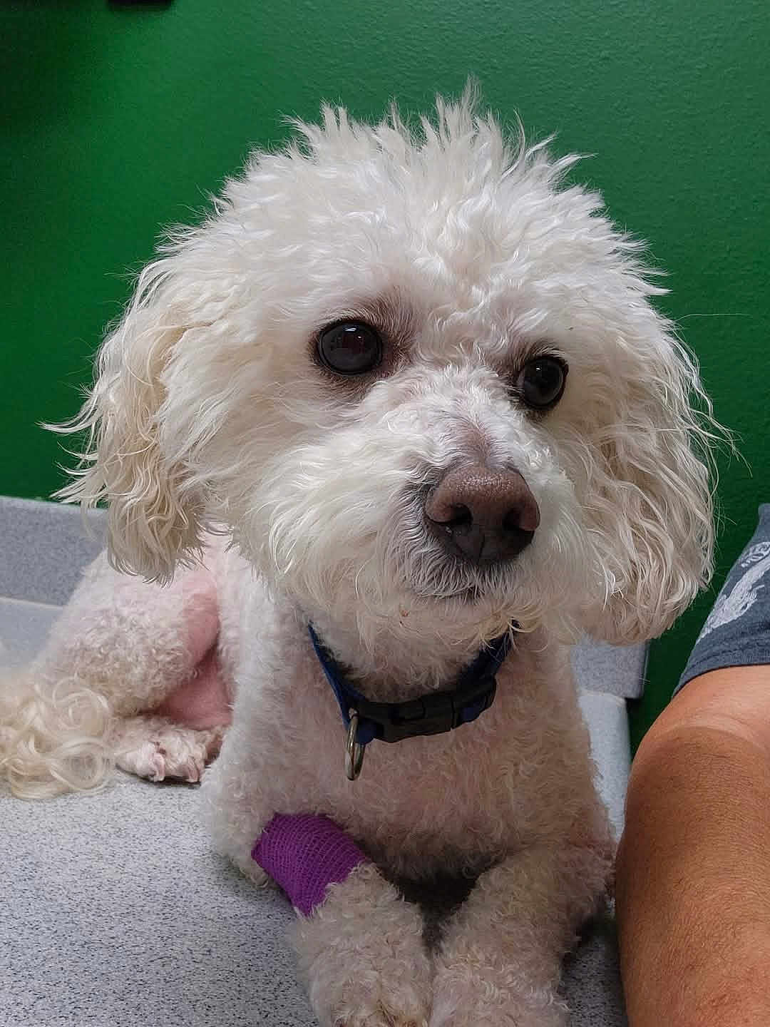 Pacer is registered to the contest to win money with this photo: dog, white_dog, curly_fur, pet, bandage, injury, collar, indoor, countertop, green_wall, closeup, animal, cute, companion, resting, paw, fur, domestic_animal, looking, calm