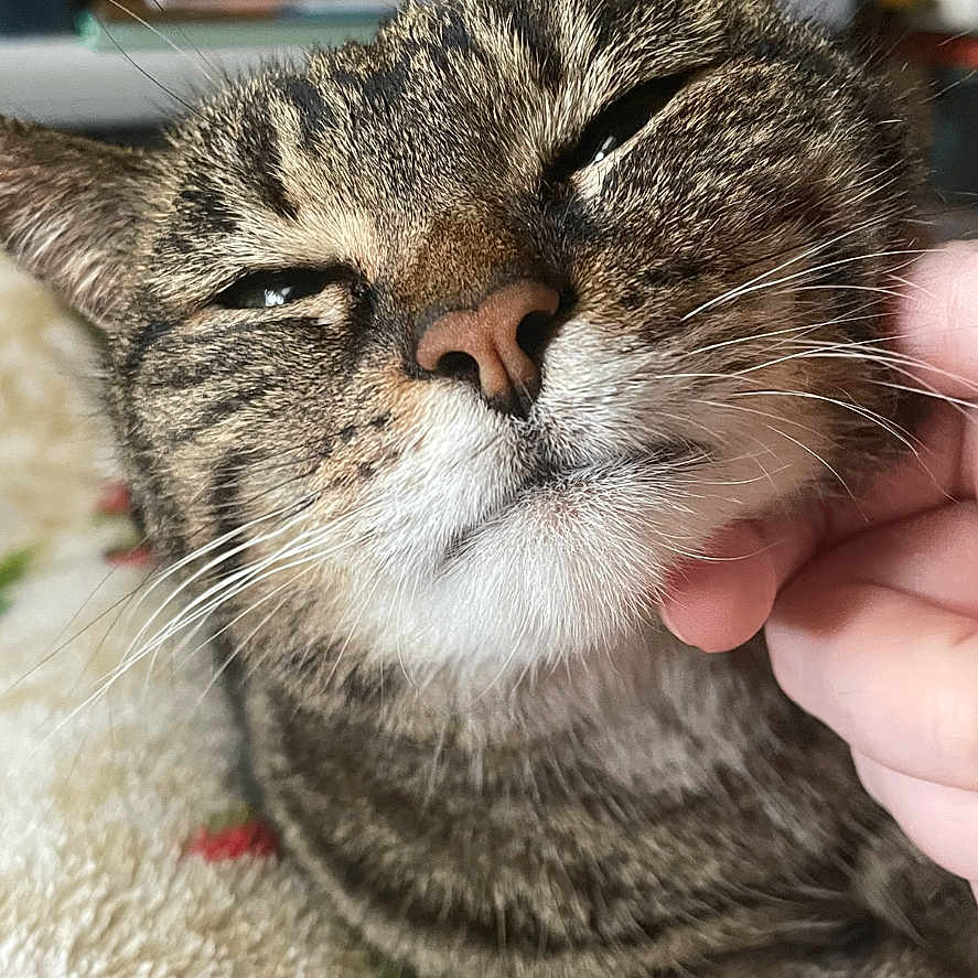 Christi joined the competition — help win amazing prizes! abyssinian, animal, bodypart, cat, couch, face, finger, furniture, hand, head, kitten, manx, mouth, person, pet, photography, portrait, sleeping, snout, tongue