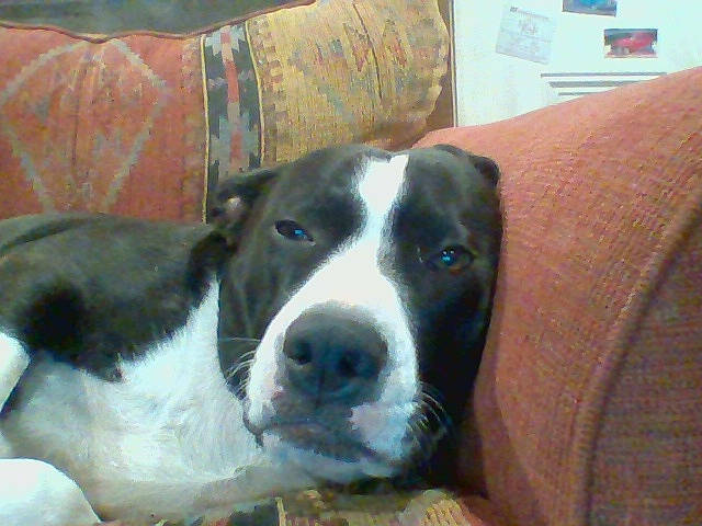 Harely joined the competition — help win amazing prizes! bored, canidae, carnivore, collar, comfort, companion_dog, couch, dog, dog_breed, eye, fur, non_sporting_group, sporting_group, terrestrial_animal, whiskers, working_animal, working_dog