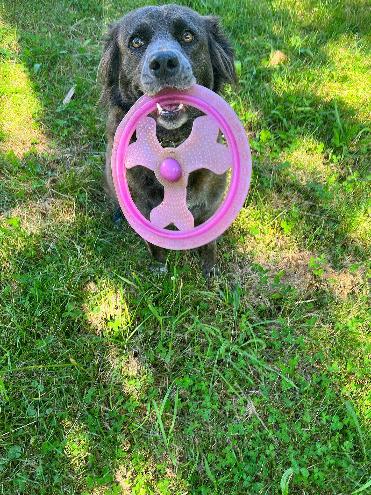 Daisey joined the competition — help win amazing prizes! automotive_tire, automotive_wheel_system, carnivore, circle, companion_dog, dog, dog_breed, grass, groundcover, lawn, plant, rim, snout, sporting_group, sports_toy, tire, tree, vehicle, wheel, working_animal