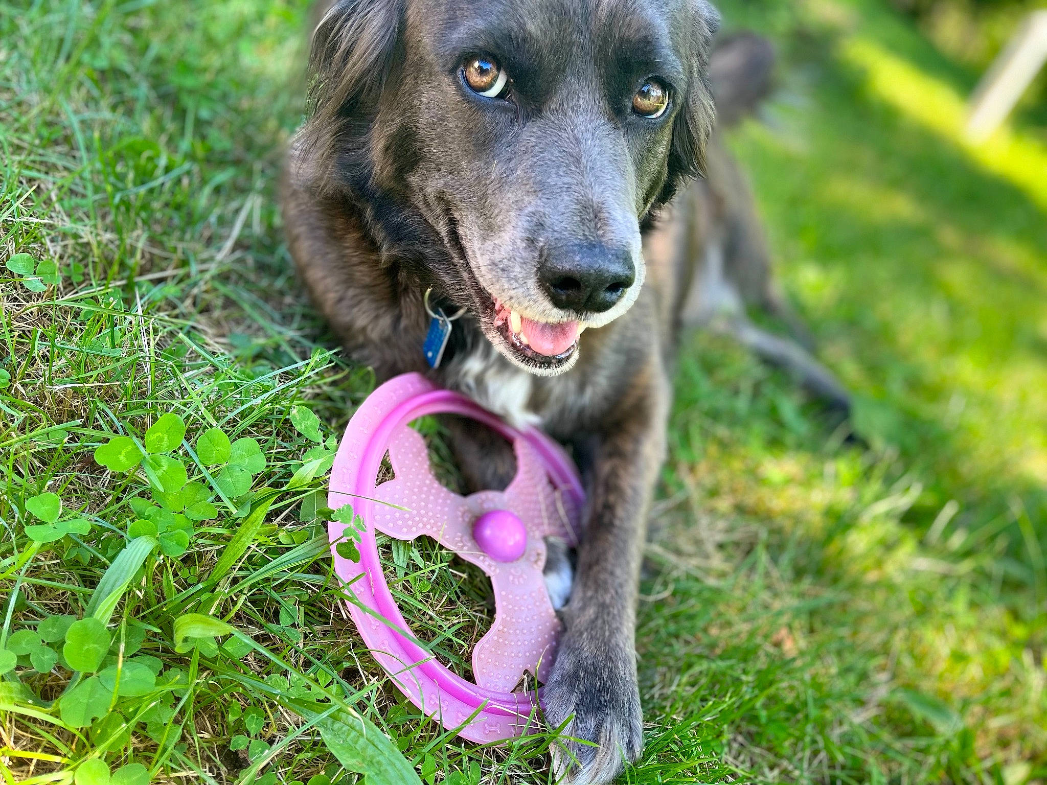 Daisey joined the competition — help win amazing prizes! ball, canidae, carnivore, collar, companion_dog, dog, dog_breed, dog_collar, dog_toy, football, grass, leash, personal_protective_equipment, plant, recreation, skull, toy, tree, whiskers, working_animal