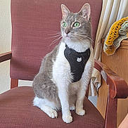 Mack is registered to the contest to win money with this photo: cat, indoor, chair, pet, feline, harness, green_eyes, wooden_armrest, cushion, crocheted_blanket, furniture, domestic_animal, sitting, gray_and_white, fur, whiskers, curtains, close_up, portrait, calm