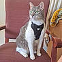 cat, indoor, chair, pet, feline, harness, green_eyes, wooden_armrest, cushion, crocheted_blanket, furniture, domestic_animal, sitting, gray_and_white, fur, whiskers, curtains, close_up, portrait, calm