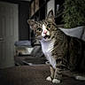 cat, tabby, indoor, surprised_expression, wide_eyes, feline, pet, domestic_animal, fur, whiskers, paws, couch, shelf, blurred_background, houseplant, door, cozy, curious, mammal, animal