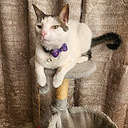 Skittles is registered to the contest to win money with this photo: cat, feline, bow_tie, pet, indoor, cat_tree, curtain, relaxed, white, tabby, animal, mammal, fur, whiskers, ears, tail, toy, hanging_toy, domestic, resting