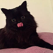 Chanelle a rejoint le concours — aidez-le/la à gagner de superbes lots ! cat, black_cat, fluffy, tongue_out, pet, animal, indoor, cute, feline, resting, soft, purple_blanket, curious_eyes, closeup, whiskers, ears, fur, mammal, domestic_animal, playful