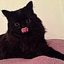cat, black_cat, fluffy, tongue_out, pet, animal, indoor, cute, feline, resting, soft, purple_blanket, curious_eyes, closeup, whiskers, ears, fur, mammal, domestic_animal, playful