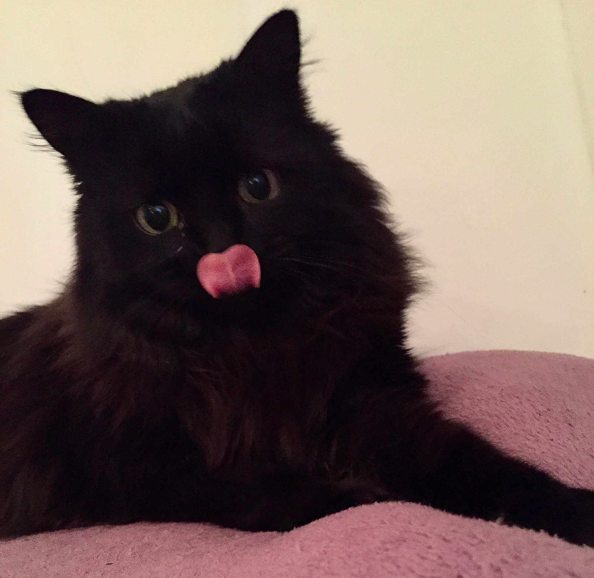 Chanelle a rejoint le concours — aidez-le/la à gagner de superbes lots ! cat, black_cat, fluffy, tongue_out, pet, animal, indoor, cute, feline, resting, soft, purple_blanket, curious_eyes, closeup, whiskers, ears, fur, mammal, domestic_animal, playful