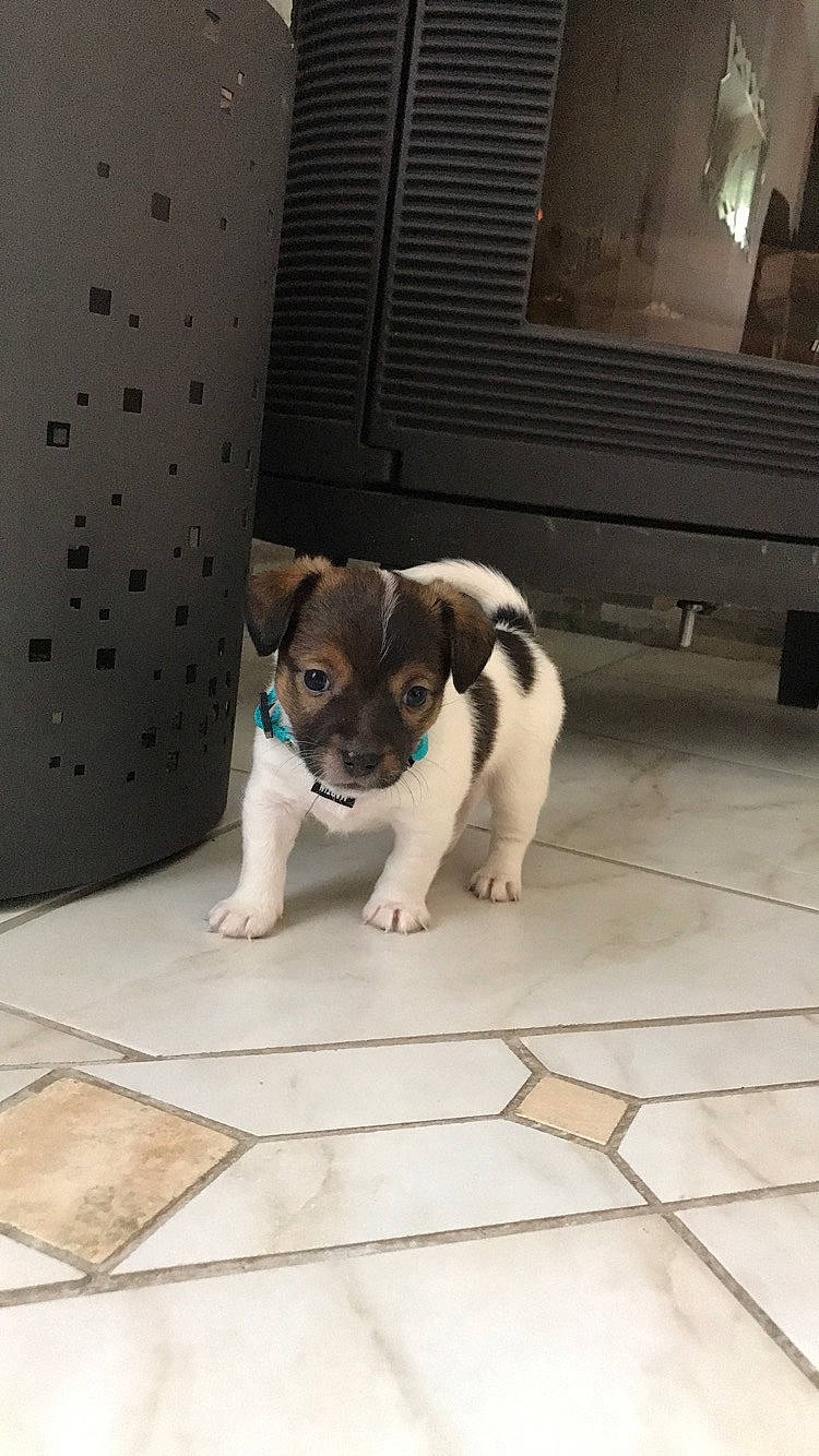 Blue participe au concours pour gagner de l'argent avec cette photo : brazilian_terrier, canidae, carnivore, chilean_fox_terrier, companion_dog, danish_swedish_farmdog, dog, dog_breed, fawn, feist, fox_terrier, jack_russell_terrier, mammal, miniature_fox_terrier, puppy, ratonero_bodeguero_andaluz, smooth_fox_terrier, sporting_group, tenterfield_terrier, vertebrate