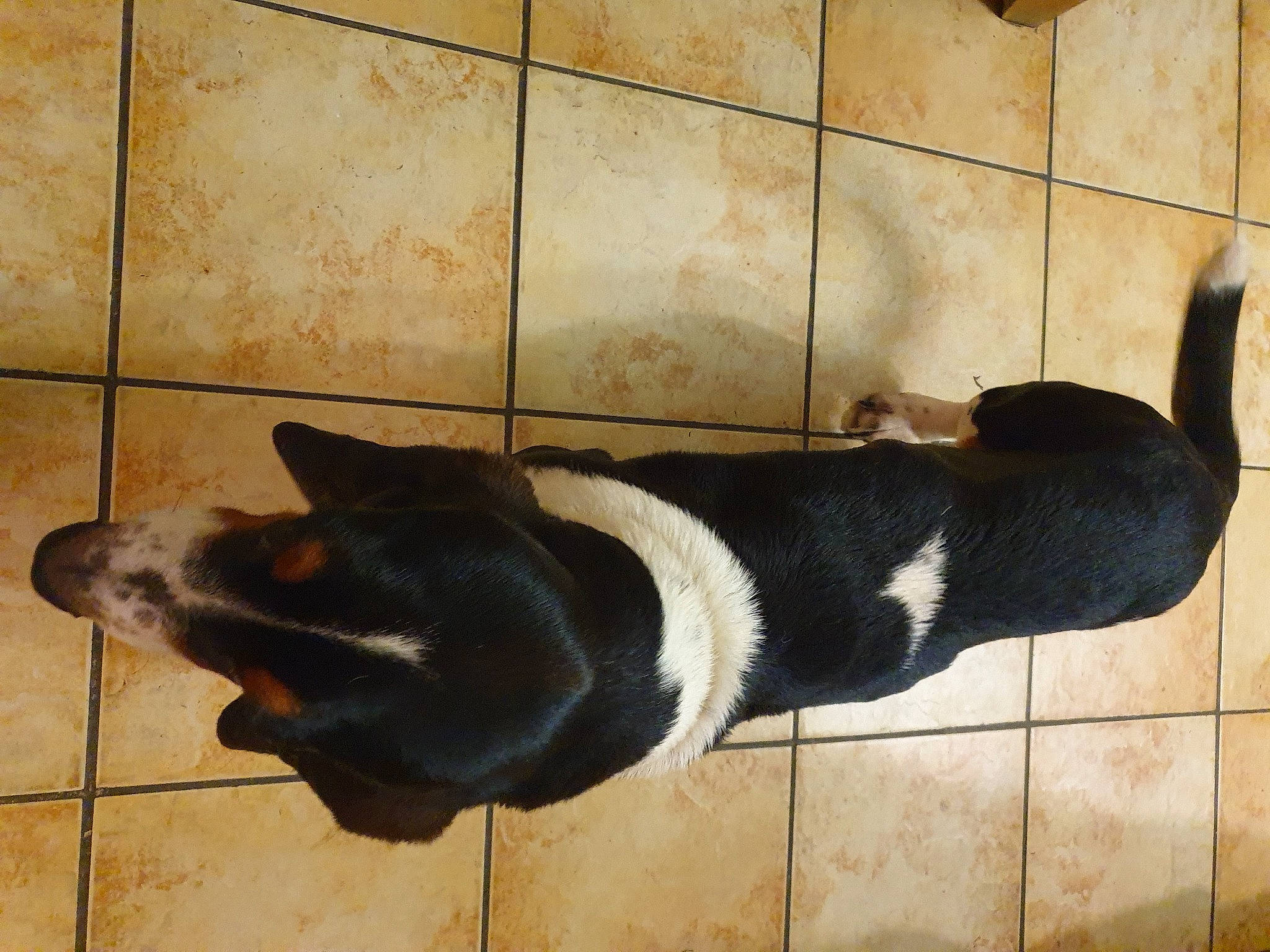 Columbo a rejoint le concours — aidez-le/la à gagner de superbes lots ! canidae, carnivore, companion_dog, dog, dog_breed, dog_supply, flooring, fur, pet_supply, rectangle, shadow, snout, sporting_group, tail, terrestrial_animal, tints_and_shades, window, wood, working_animal, working_dog