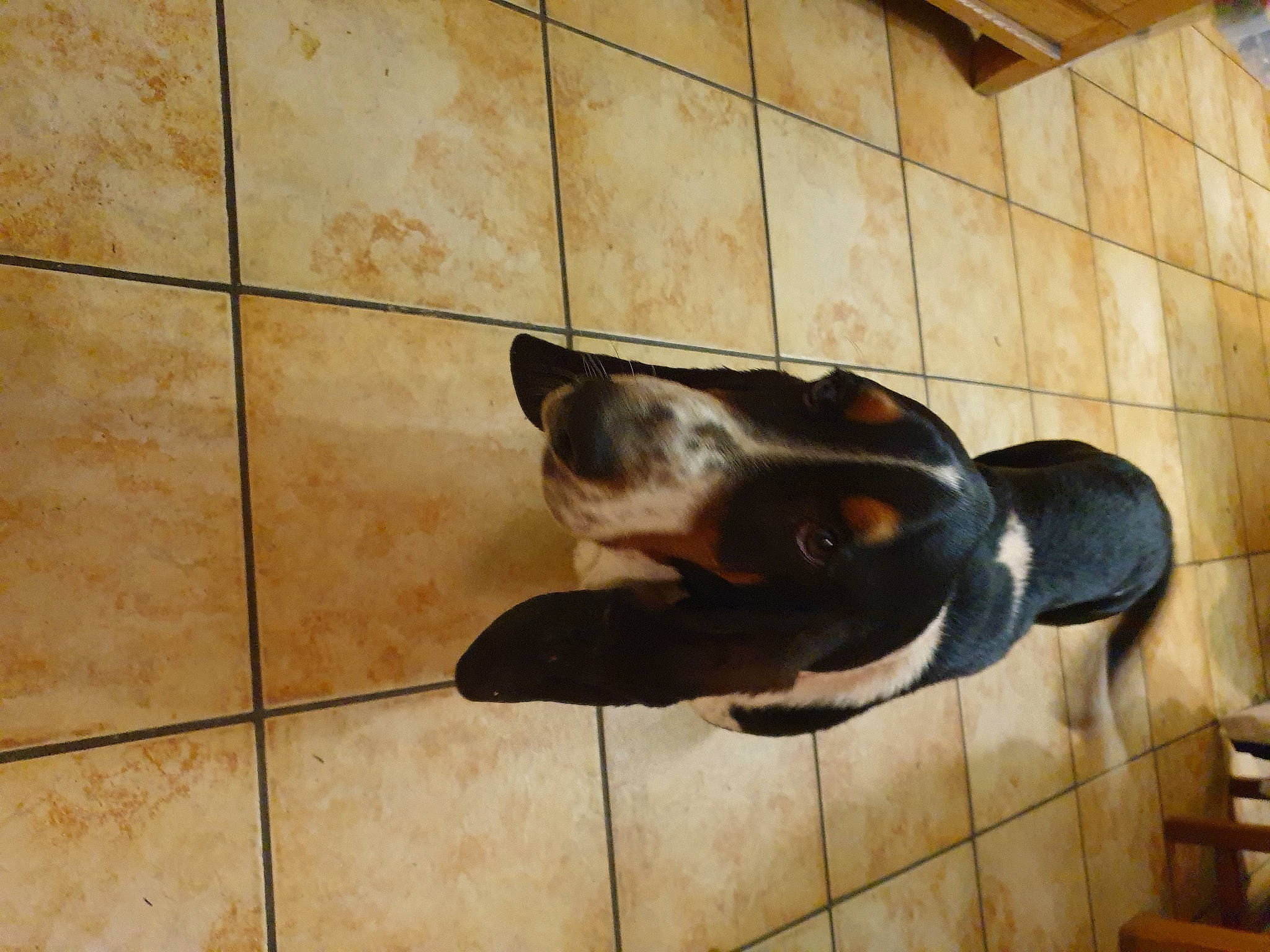 Columbo a rejoint le concours — aidez-le/la à gagner de superbes lots ! art, building, carnivore, companion_dog, dog, dog_breed, fawn, floor, flooring, metal, pet_supply, sculpture, snout, sporting_group, statue, terrestrial_animal, tile_flooring, window, wood, working_animal