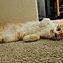 Prayline is registered to the contest to win money with this photo: animal, carpet, cat, cozy, cute, domestic_animal, ears, floor, fluffy, fur, home, indoor, lying_down, orange_cat, paws, pet, relaxed, soft_light, whiskers, white_cat