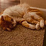Prayline joined the competition — help win amazing prizes! cat, orange_cat, white_cat, fluffy, feline, pet, carpet, indoor, relaxed, lying_down, fur, whiskers, paws, cozy, home, wall, floor, domestic_animal, resting, cute