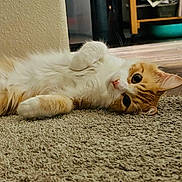 Prayline is registered to the contest to win money with this photo: cat, orange_cat, white_cat, fluffy, lying_down, carpet, indoor, floor, wooden_floor, pet, animal, cute, curious, feline, whiskers, ears, paw, relaxed, domestic, home