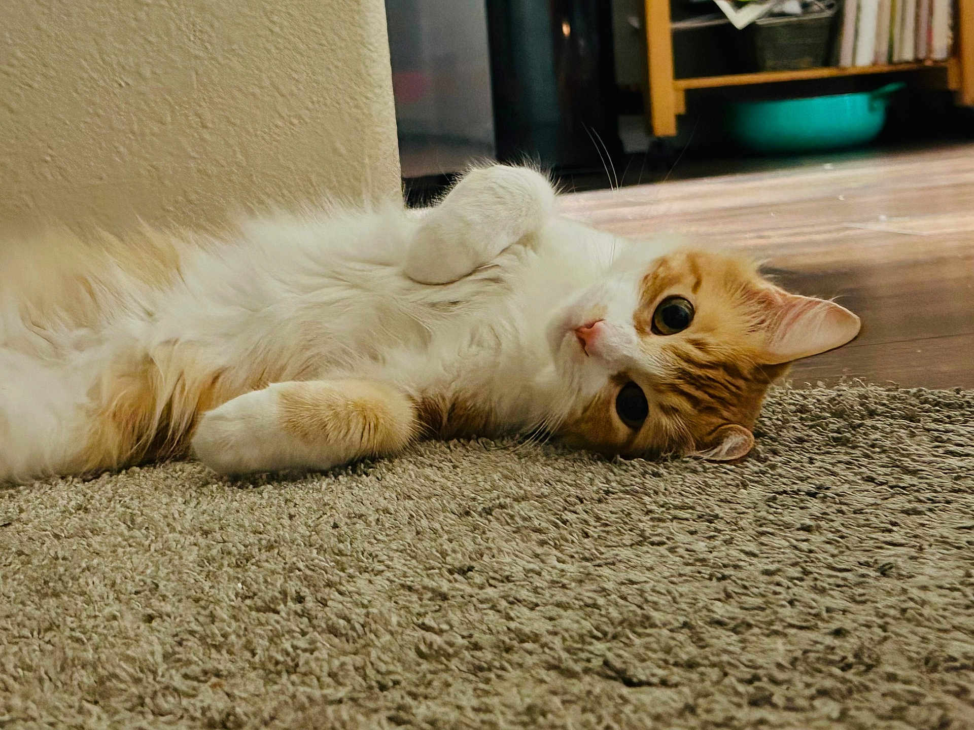 Prayline is registered to the contest to win money with this photo: cat, orange_cat, white_cat, fluffy, lying_down, carpet, indoor, floor, wooden_floor, pet, animal, cute, curious, feline, whiskers, ears, paw, relaxed, domestic, home
