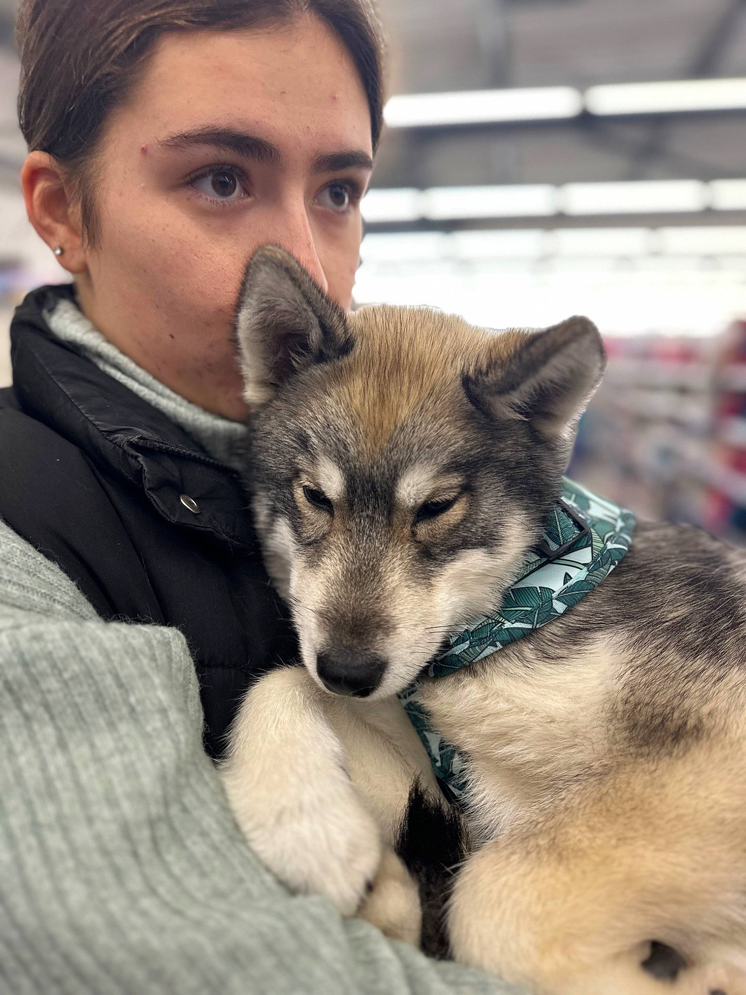 Lina a rejoint le concours — aidez-le/la à gagner de superbes lots ! canidae, canis, carnivore, companion_dog, dog, dog_breed, fawn, fur, happy, mammal, siberian_husky, sled_dog, snout, sporting_group, terrestrial_animal, vertebrate, whiskers, wildlife, wolf, working_dog