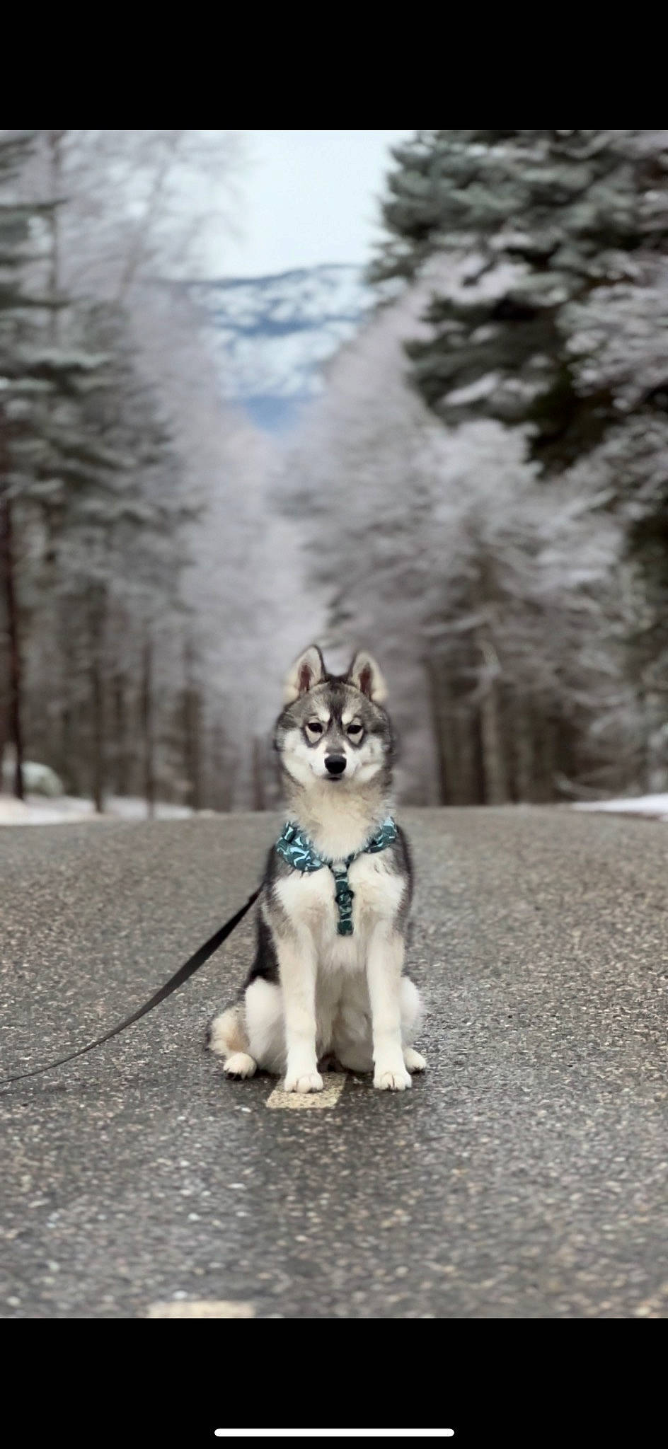 Lina a rejoint le concours — aidez-le/la à gagner de superbes lots ! canidae, canis, carnivore, companion_dog, dog, dog_breed, electric_blue, fawn, fur, grey, siberian_husky, sky, sled_dog, snout, snow, sporting_group, tail, tree, wildlife, winter