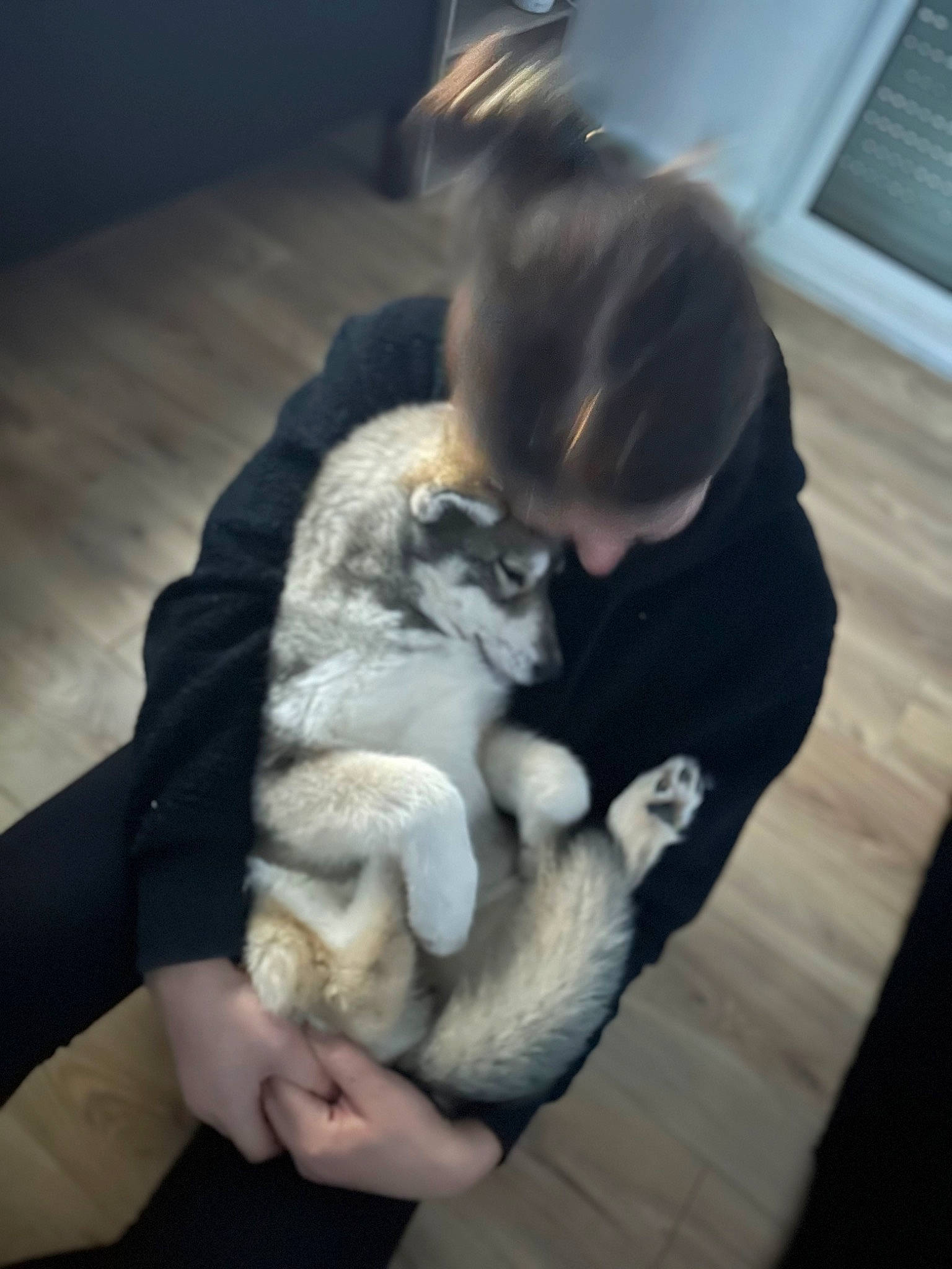 Lina a rejoint le concours — aidez-le/la à gagner de superbes lots ! canidae, carnivore, comfort, companion_dog, dog, dog_breed, fawn, felidae, flooring, fur, hardwood, hat, human_leg, paw, sitting, small_to_medium_sized_cats, sporting_group, tail, whiskers, wood