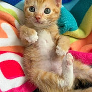 Autumn is registered to the contest to win money with this photo: animal, back, belly, blanket, blue_eyes, cat, colorful, cozy, ears, feline, fur, green_eyes, indoors, kitten, lying_down, orange_tabby, paws, pet, portrait, whiskers