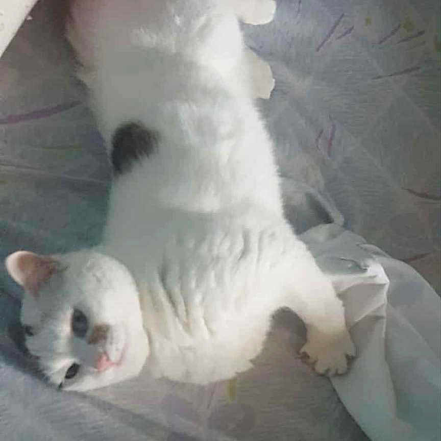 Fripouille participe au concours pour gagner de l'argent avec cette photo : animal, bed, blanket, cat, cozy, cute, domestic_animal, feline, fur, indoor, lying_down, paw, pet, relaxed, resting, sleepy, soft, tail, whiskers, white_cat