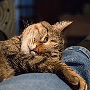 Meow Meow joined the competition — help win amazing prizes! cat, tabby, pet, feline, indoor, relaxing, closeup, fur, whiskers, sleepy, comfort, lap, jeans, resting, animal, domestic, cute, soft_light, warm, companion