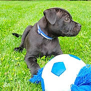Aroh a rejoint le concours — aidez-le/la à gagner de superbes lots ! animal, black_dog, blue_collar, cute, dog, domestic_animal, fun, grass, greenery, nature, outdoor, pet, playful, puppy, resting, side_view, soccer_ball, summer, toy, young_dog