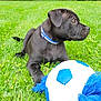 animal, black_dog, blue_collar, cute, dog, domestic_animal, fun, grass, greenery, nature, outdoor, pet, playful, puppy, resting, side_view, soccer_ball, summer, toy, young_dog