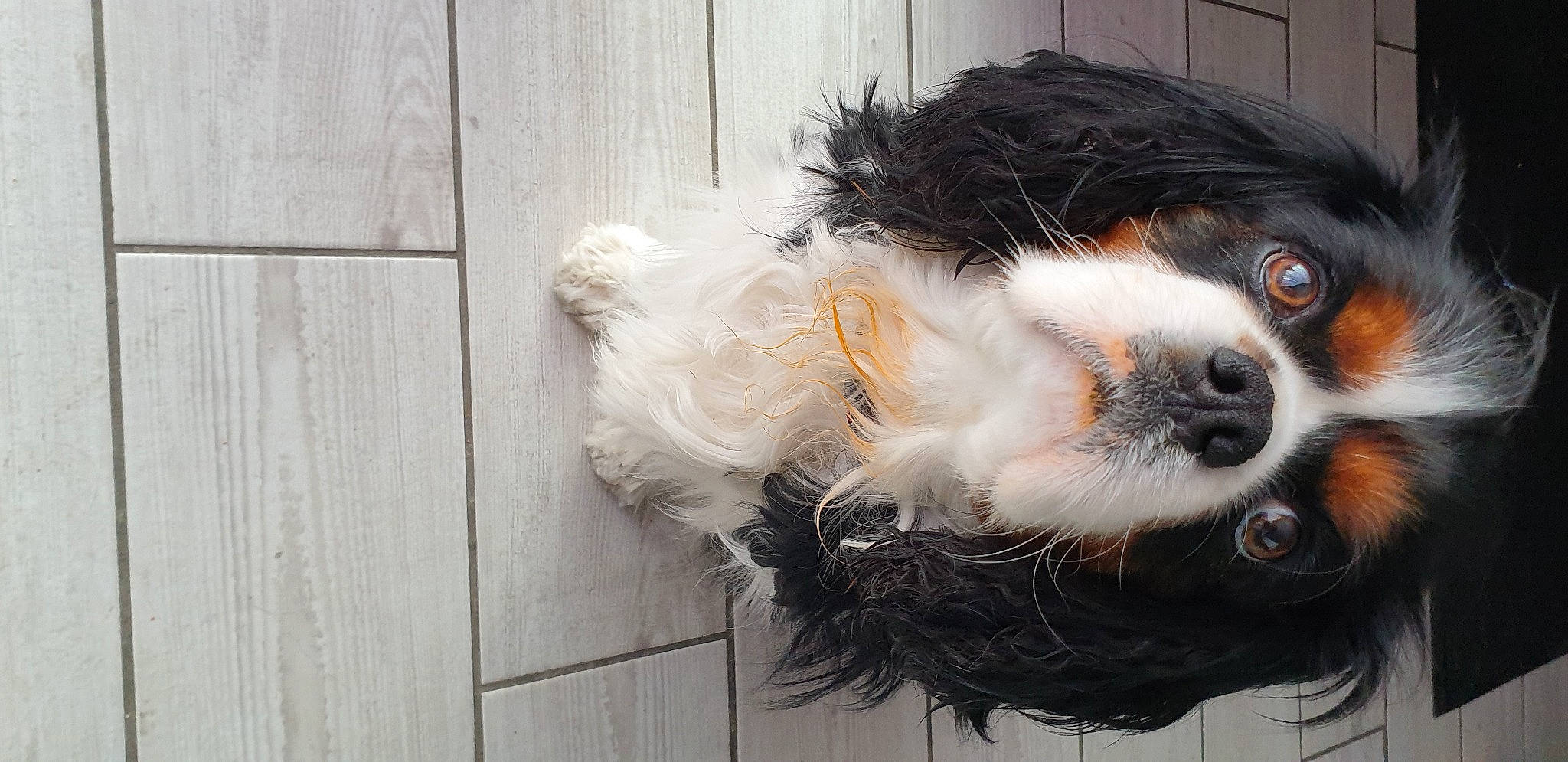 Niouky a rejoint le concours — aidez-le/la à gagner de superbes lots ! bernese_mountain_dog, canidae, carnivore, cavalier_king_charles_spaniel, companion_dog, dog, dog_breed, fur, hardwood, plank, snout, sporting_group, toy_dog, whiskers, wood, working_animal