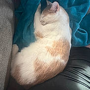 Mr Pickles joined the competition — help win amazing prizes! cat, sleeping, blanket, blue_blanket, couch, indoor, pet, fur, resting, cozy, orange_and_white_cat, person_leg, black_clothing, sunlight, relaxation, domestic_animal, closeup, feline, home, comfort