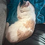 cat, sleeping, blanket, blue_blanket, couch, indoor, pet, fur, resting, cozy, orange_and_white_cat, person_leg, black_clothing, sunlight, relaxation, domestic_animal, closeup, feline, home, comfort