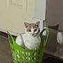 Mr Pickles is registered to the contest to win money with this photo: cat, basket, indoor, pet, animal, white, orange, curious, floor, door, plastic, container, feline, looking, sitting, household, shadow, wall, cute, domestic