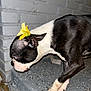 dog, boston_terrier, flower, yellow_flower, pet, animal, side_view, concrete_step, brick_wall, black_and_white, close_up, outdoor, curious, paw, canine, domestic_animal, fur, portrait, night, flash