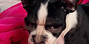 Steve is registered to the contest to win money with this photo: dog, black_and_white, blanket, pink, indoor, bedroom, door, plastic_bag, distorted_face, grumpy_expression, pet, fur, ears, resting, closeup, animal, canine, domestic_animal, portrait, cute