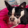 dog, black_and_white, blanket, pink, indoor, bedroom, door, plastic_bag, distorted_face, grumpy_expression, pet, fur, ears, resting, closeup, animal, canine, domestic_animal, portrait, cute