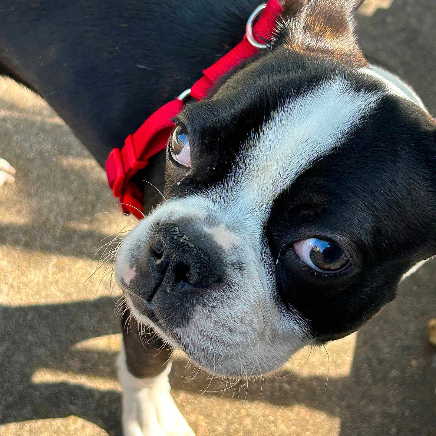 Steve joined the competition — help win amazing prizes! alert, animal, black_and_white, boston_terrier, canine, close_up, companion, curious, dog, face, fur, nose, outdoor, paw, pet, red_harness, shadow, sunlight, walking, whiskers
