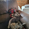 animal, armchair, brick_wall, cat, couch, ears, feline, fur, gray_cat, indoors, lounging, paws, pet, plaid_cushion, portrait, relaxed, sitting, sleepy, upside_down, whiskers
