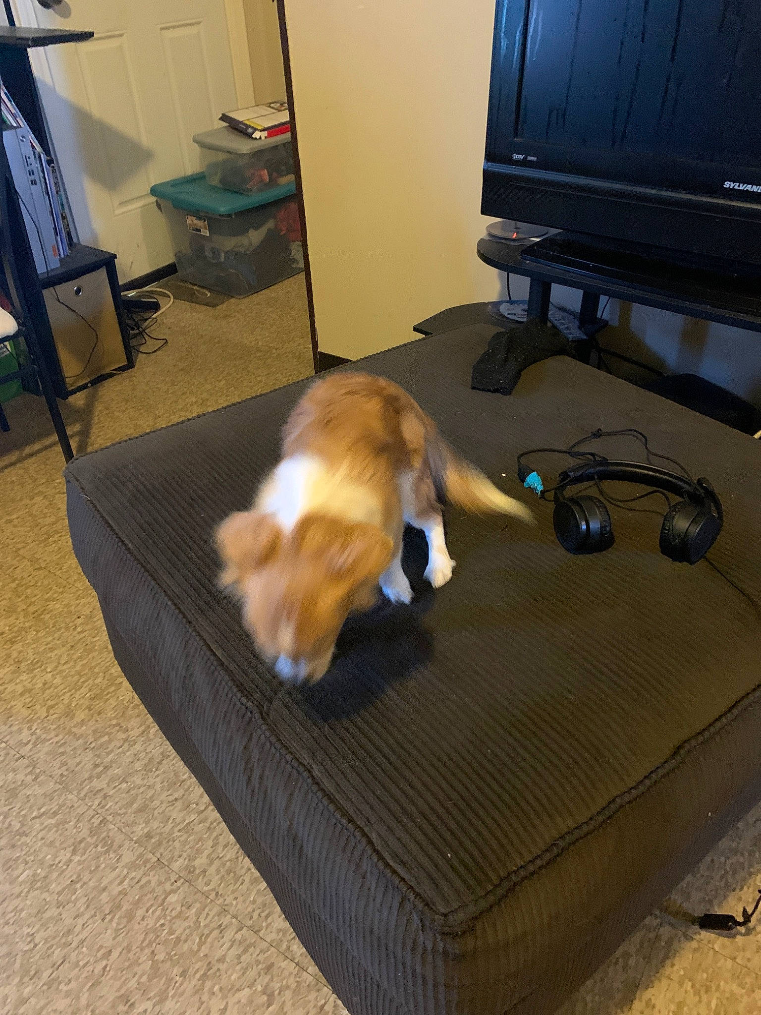 Fluffy is registered to the contest to win money with this photo: canidae, carnivore, cat, dog, dog_breed, fawn, felidae, floor, flooring, hardwood, mammal, pembroke_welsh_corgi, room, small_to_medium_sized_cats, sporting_group, tail, welsh_corgi