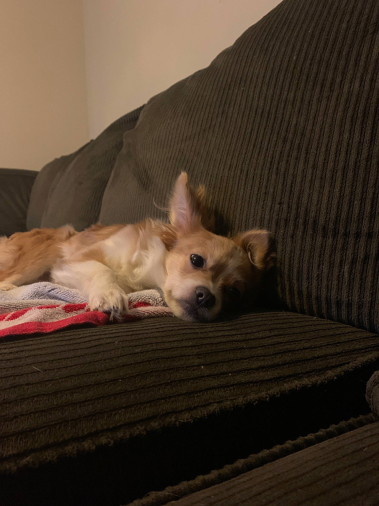 Fluffy joined the competition — help win amazing prizes! bed, canidae, carnivore, chihuahua, companion_dog, couch, dog, dog_breed, fawn, furniture, mammal, norwegian_buhund, pembroke_welsh_corgi, puppy, vertebrate, welsh_corgi